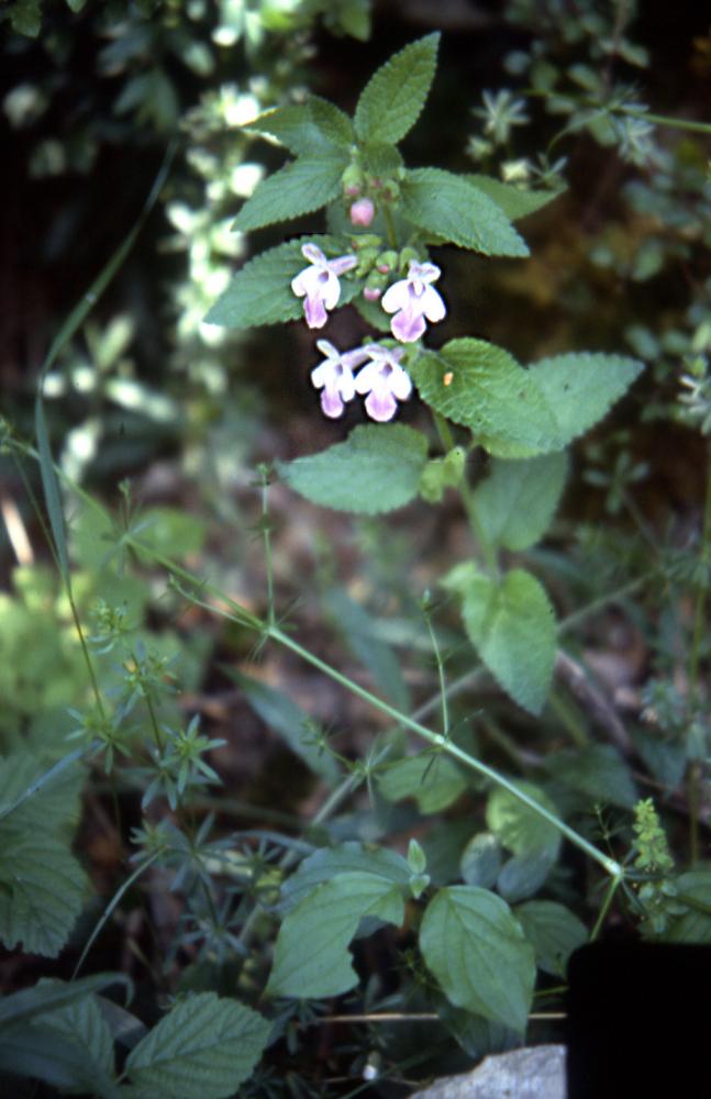 Melittis melissophyllum L.