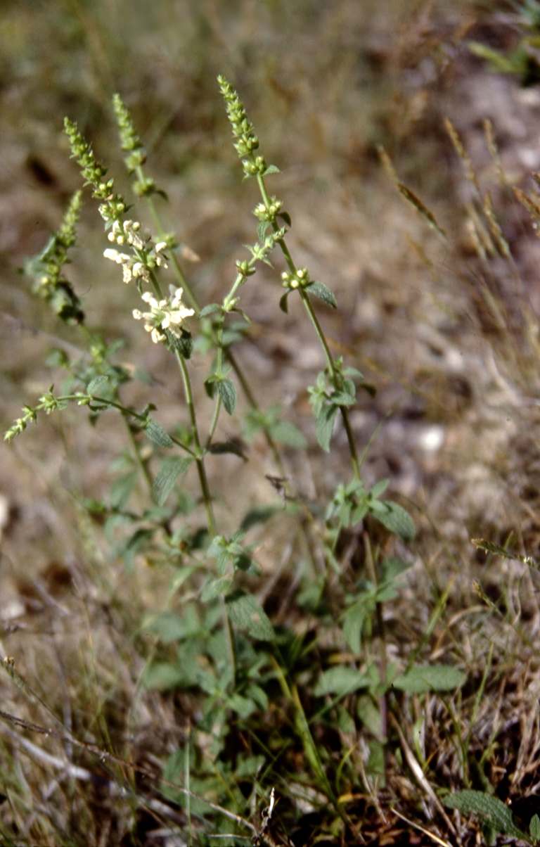 Randonnée vers le Pibeste: (Hautes Pyrénées) flore en Bigorre Stachys recta L.