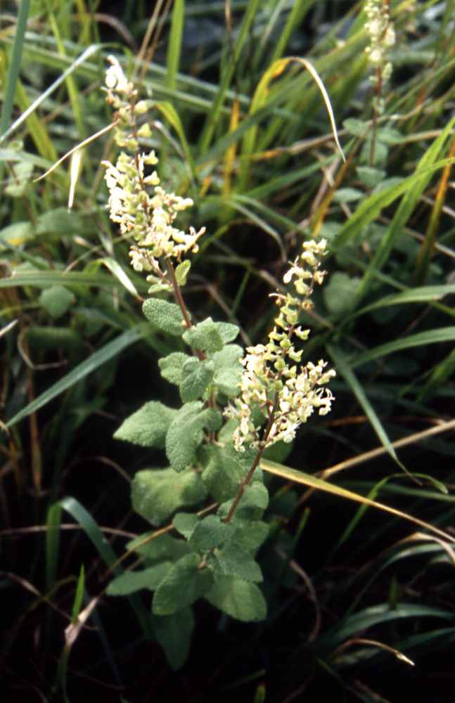 randonnée au lac Aygue-Rouye (Hautes Pyrénées) flore en Bigorre Teucrium scorodonia L.