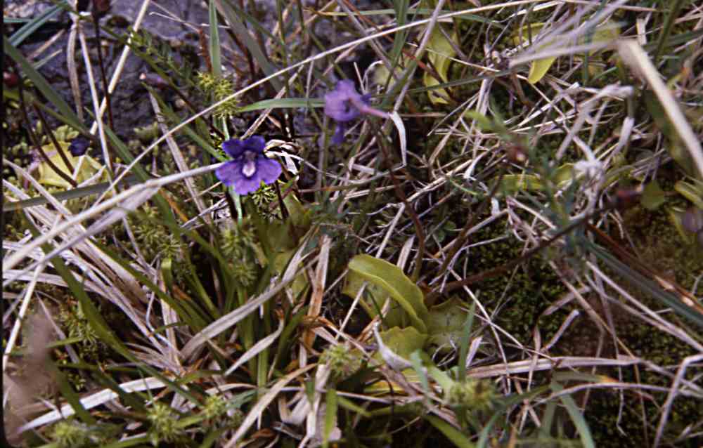 randonnée granges du Barrada (Hautes Pyrénés) flore en Bigorre Pinguicula vulgaris L.