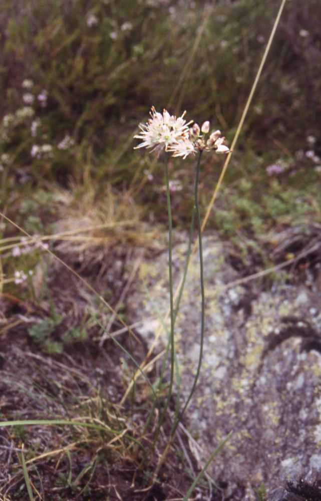 randonnée au lac Aygue-Rouye (Hautes Pyrénées) flore en Bigorre Allium ericetorum Thore
