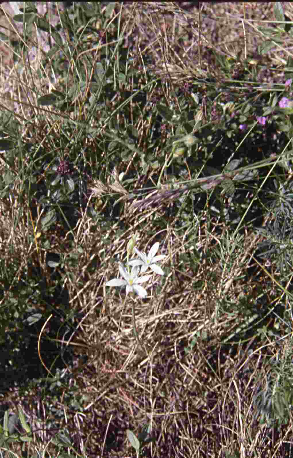 randonnée crêtes Miramont (Hautes Pyrénées) flore en Bigorre Ornithogalum umbellatum Linné=Ornithogalum divergens Boreau