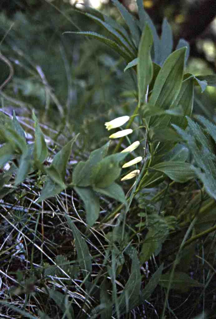 Polygonatum odoratum Druce