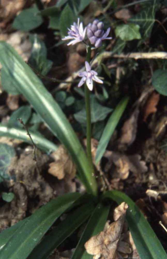 Promenade au bord de l'Arros Scilla lilio-hyacinthus Linné=Tractema lilio-hyacinthus (L.) Speta