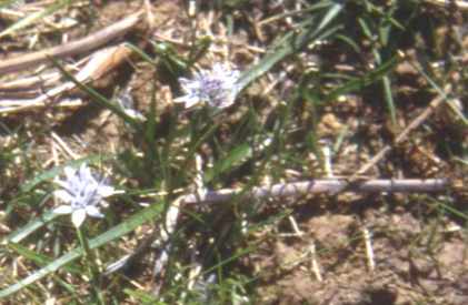 Randonnée à Bouilh Péreuilh (Hautes Pyrénées) flore en Bigorre Scilla verna Hudson=Tractema verna (Huds.) Speta