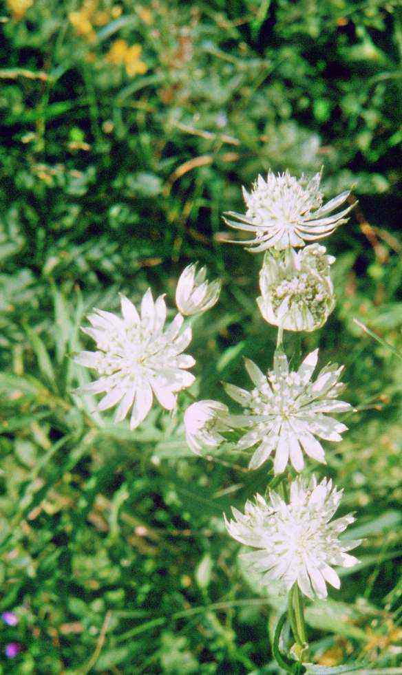 Randonnée à Sarrancolin (Hautes Pyrénées) flore en Bigorre Astrantia major L.