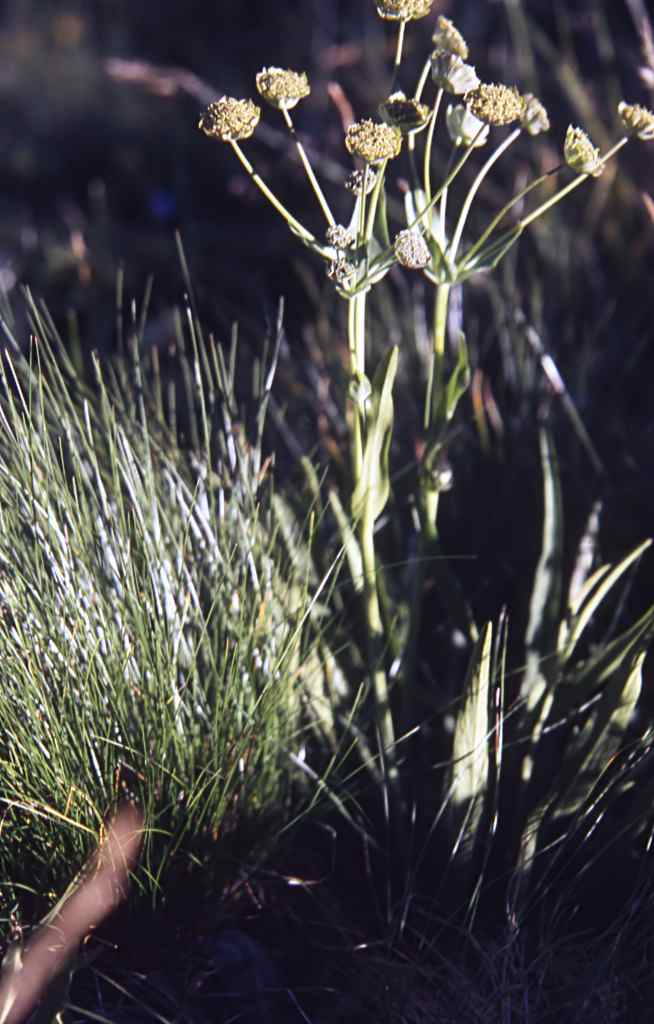 randonnée au lac Arou (Hautes Pyrénées) flore en Bigorre Bupleurum angulosum L.
