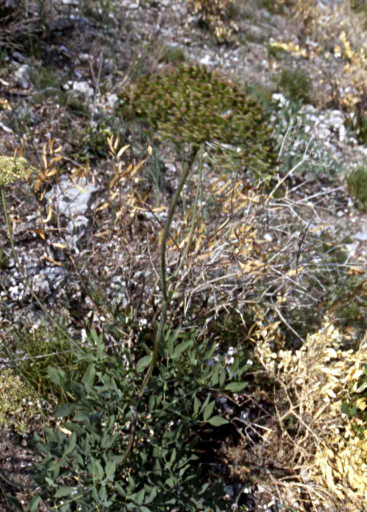 randonnée à Planès (Pyrénées Orientales) flore en Haut-Conflent Laserpitium siler L.