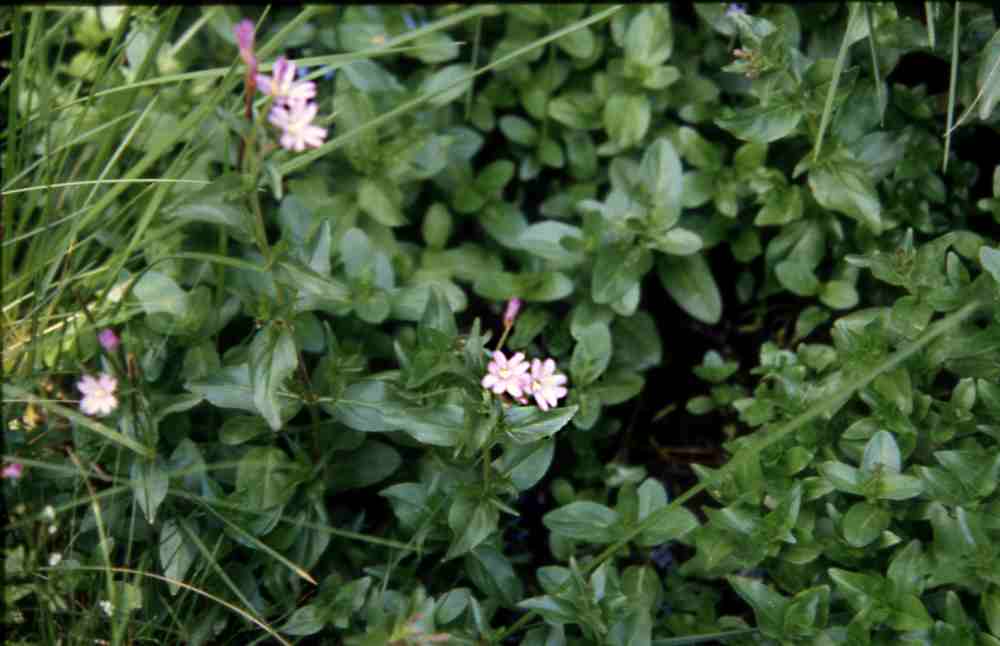 randonnée au lac Aygue-Rouye (Hautes Pyrénées) flore en Bigorre Epilobium alsinifolium Vill.