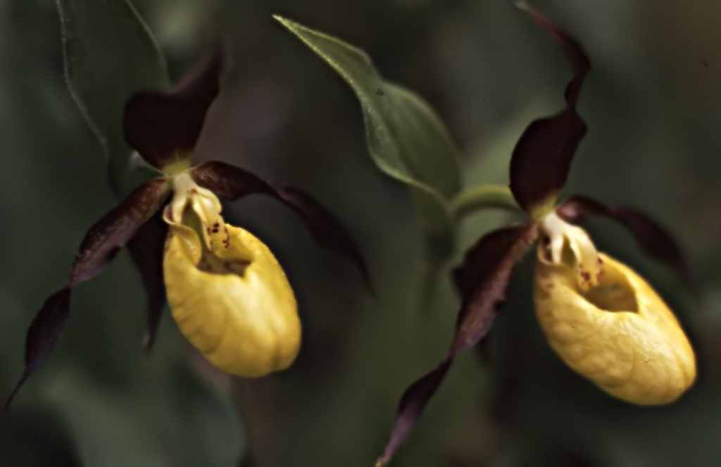 Cypripedium calceolus L.