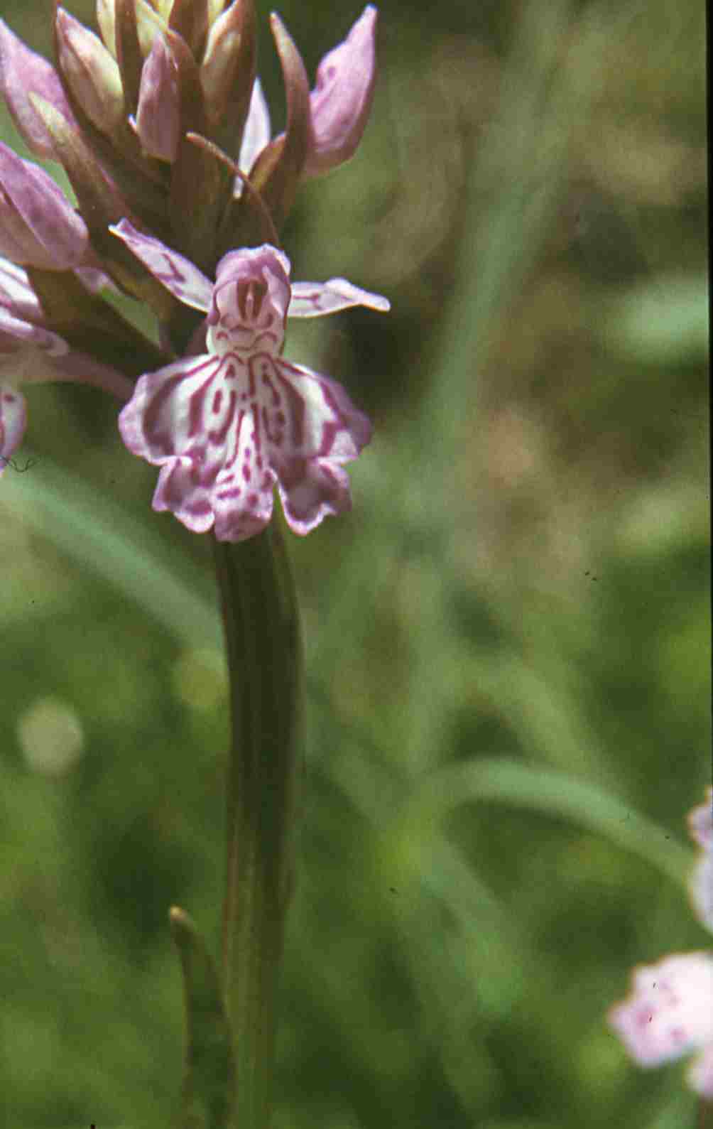Randonnée panorama à Sauto (Pyrénées Orientales) flore en Haut-Conflent Dactylorhiza maculata (L.) Soó