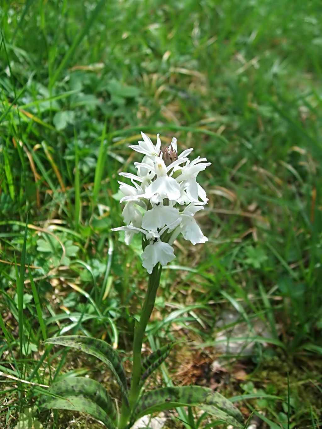 Randonnée flore et patrimoine en Castelloubon flore en Bigorre Dactylorhiza maculata (L.) Soó