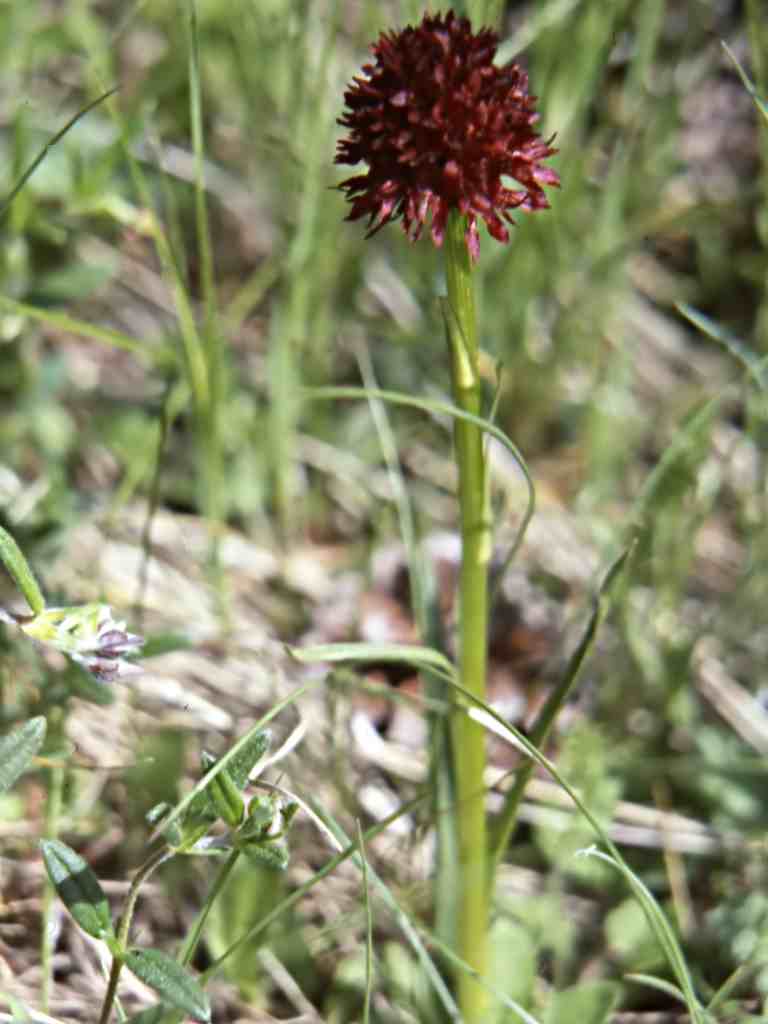 Nigritella nigra Reichenberg=Gymnadenia nigra (L.) Rchb.f.
