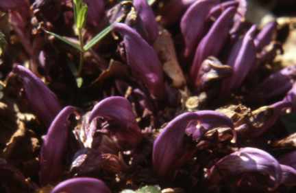 Randonnée à la gourgue d'Asque (Hautes Pyrénées) flore en Bigorre Lathraea clandestina L.