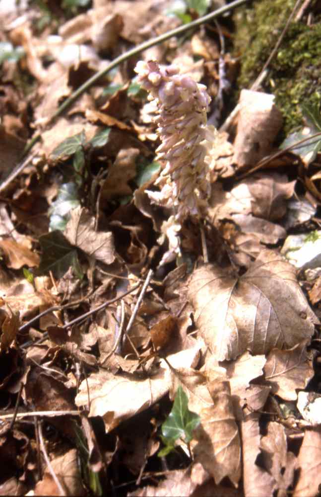 randonnée granges du Barrada (Hautes Pyrénés) flore en Bigorre Lathraea squamaria L.