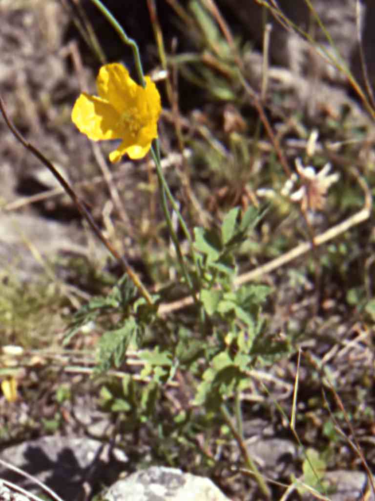Randonnée à la gourgue d'Asque (Hautes Pyrénées) flore en Bigorre Meconopsis cambrica (L.) Vig.
