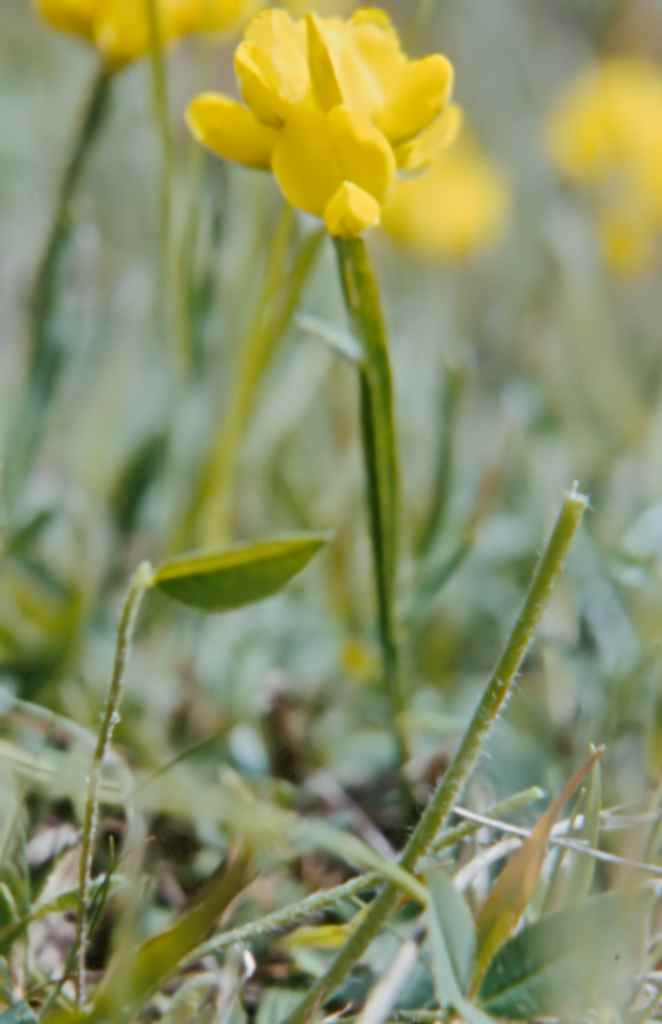 randonnée à Planès (Pyrénées Orientales) flore en Haut-Conflent Chamaespartium sagittale P.E. Gibbs=Genista sagittalis L.