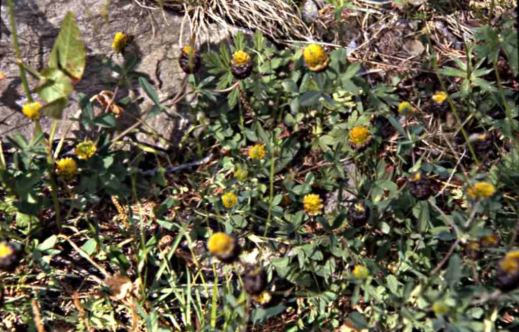 Trifolium badium Schreb.