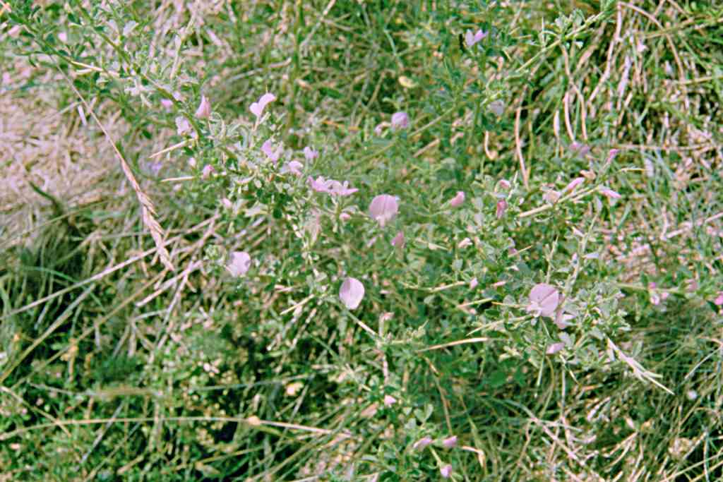 randonnée Vallcebollère (Pyrénées Orientales) flore en Cerdagne Ononis spinosa L. [nom. cons.] [typ. cons.]