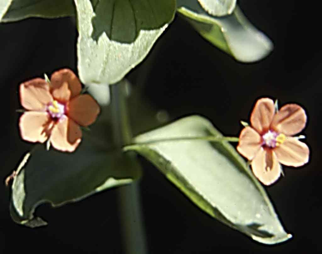 herborisation confinée dans mon jardin Anagallis arvensis L.