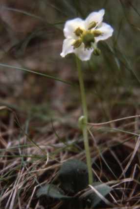 randonnée à Eyne (Pyrénées Orientales) flore en Cerdagne Moneses uniflora A.Gray