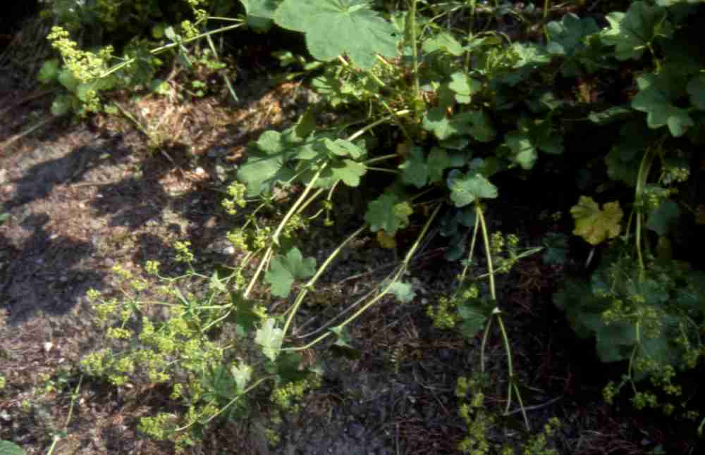 Alchemilla xanthochlora Rothm.