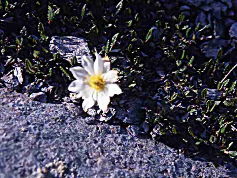 randonnée au lac Arou (Hautes Pyrénées) flore en Bigorre Dryas octopetala L.