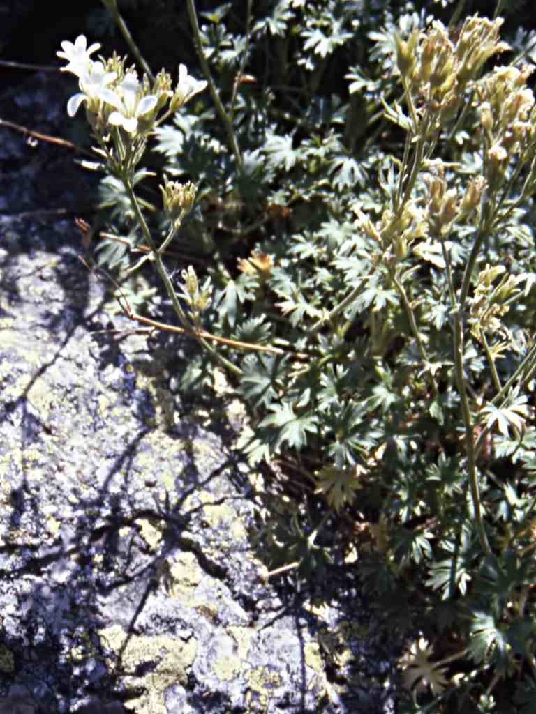randonnée à Eyne (Pyrénées Orientales) flore en Cerdagne Saxifraga aquatica Lapeyrouse