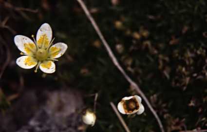 randonnée au lac Aygue-Rouye (Hautes Pyrénées) flore en Bigorre Saxifraga bryoides L.