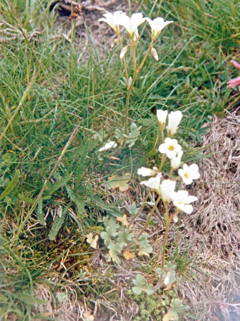 randonnée à Planès (Pyrénées Orientales) flore en Haut-Conflent Saxifraga granulata L.