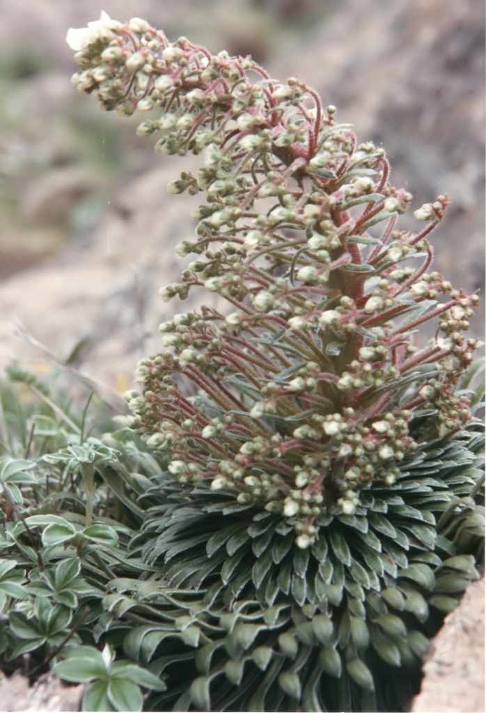 Randonnée flore au lac d'Oncet (Hautes Pyrénées) Saxifraga longifolia Lapeyr.