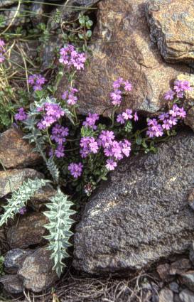 randonnée granges du Barrada (Hautes Pyrénés) flore en Bigorre Erinus alpinus L.