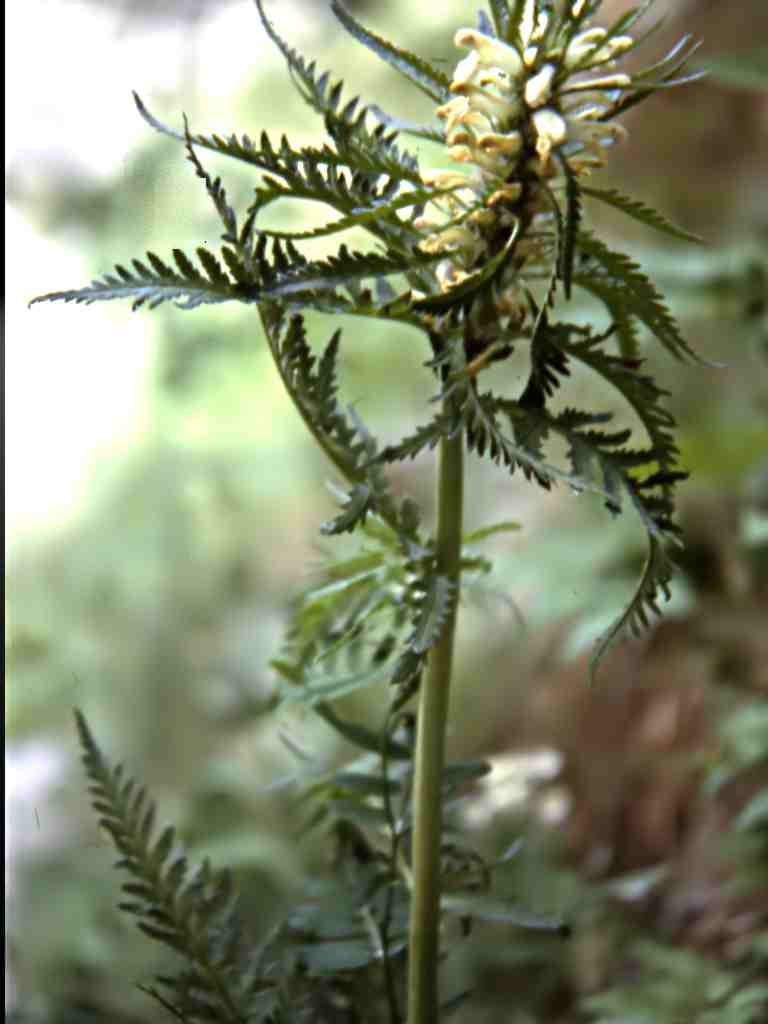 Randonnée à Llo (Pyrénées Orientales) flore en Cerdagne Pedicularis foliosa L.