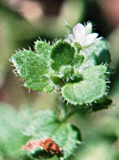 herborisation confinée dans mon jardin Veronica hederifolia L.