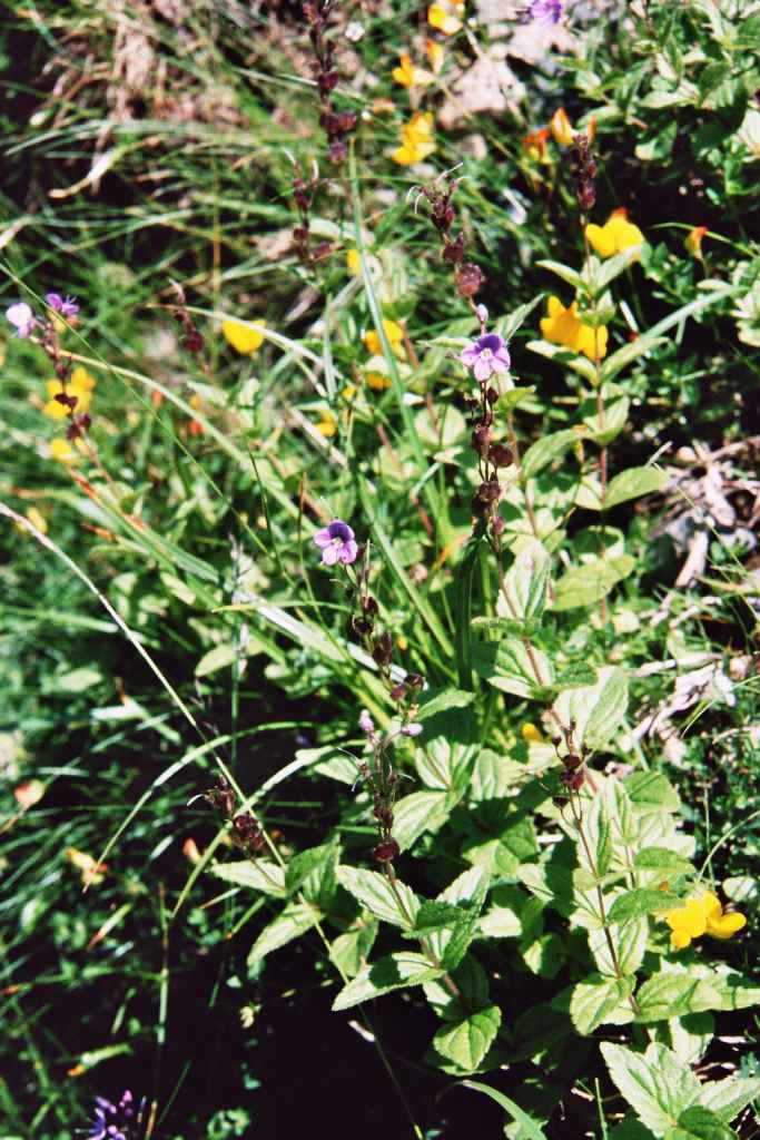 randonnée au lac Arou (Hautes Pyrénées) flore en Bigorre Veronica ponae Gouan