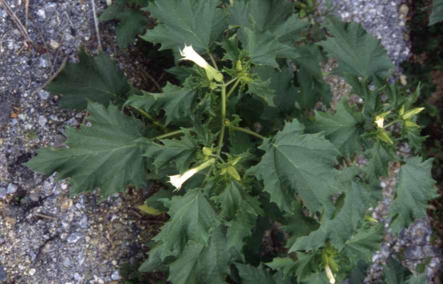 Flore Tarbes DATURA STRAMONIUM