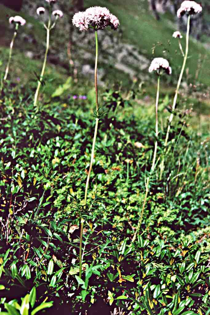 Randonnée au lac bleu (Hautes Pyrénées) flore en Bigorre Valeriana officinalis Linné