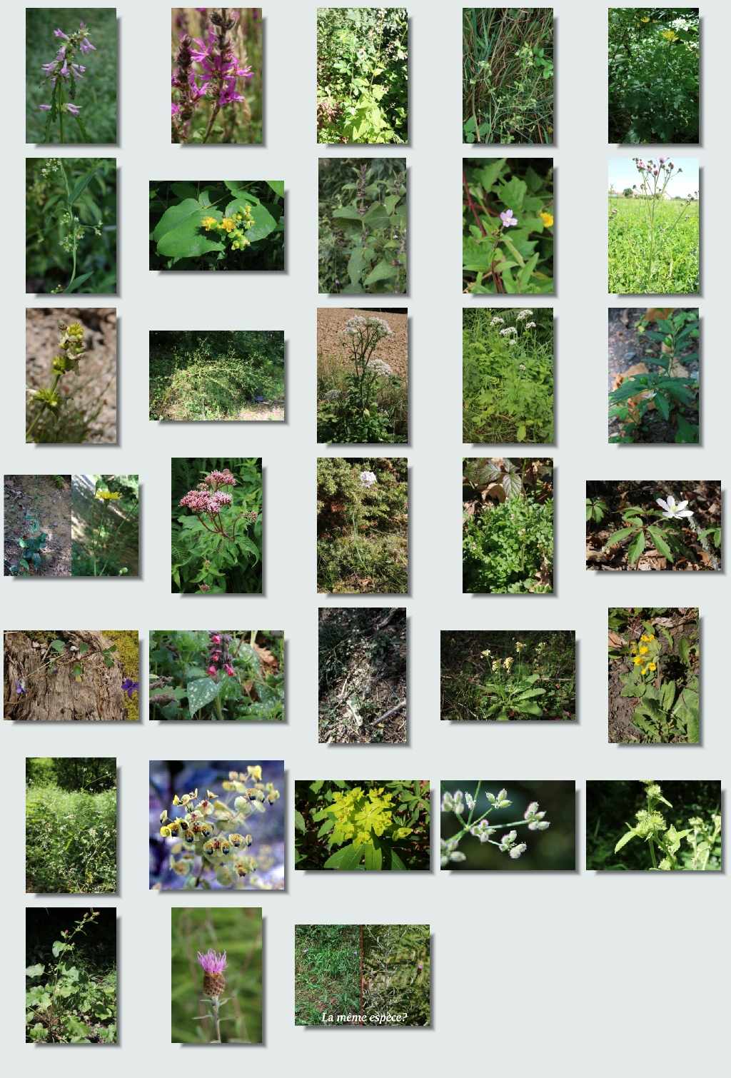 randonnée bois_local aperçu flore