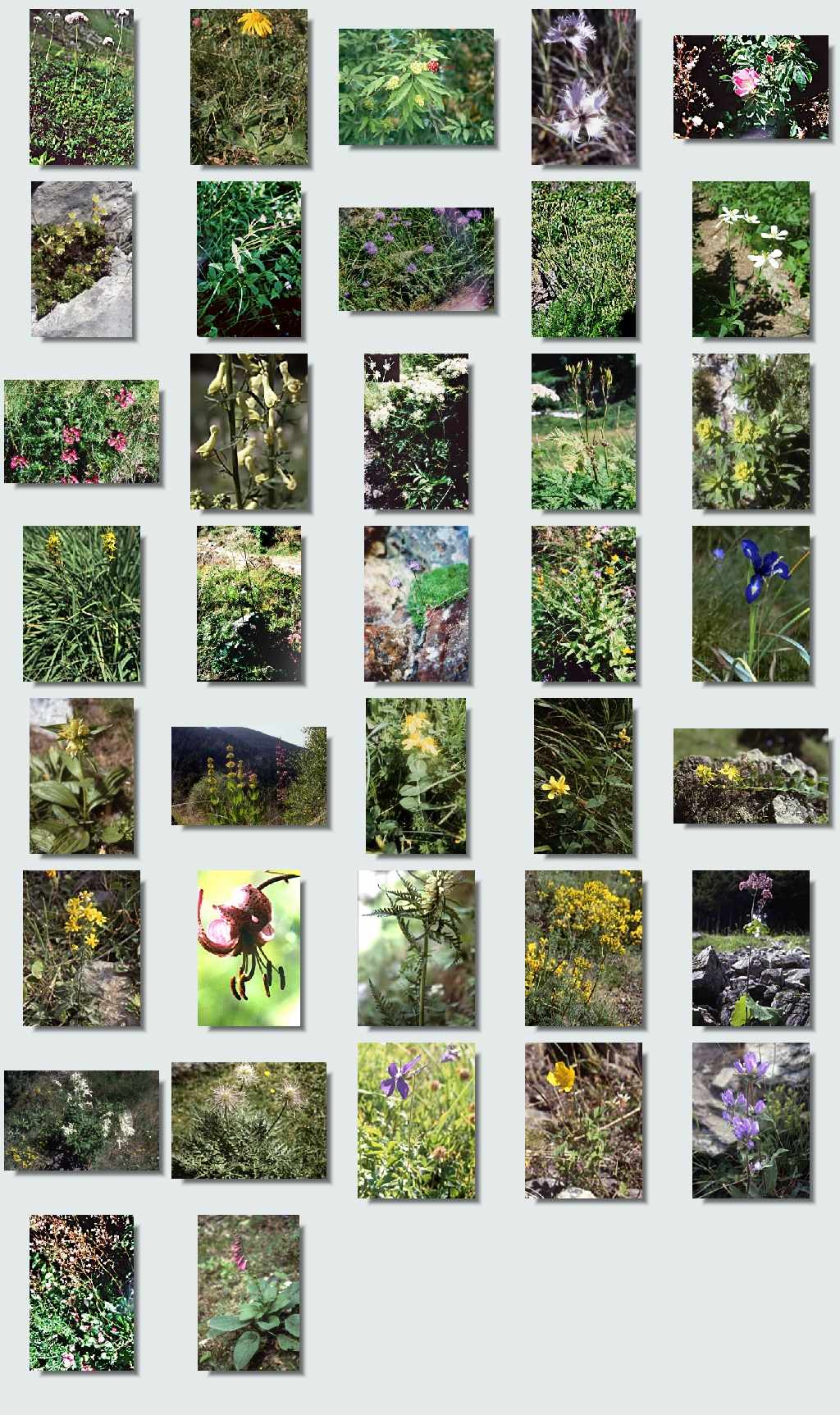 randonnée lbleu aperçu flore