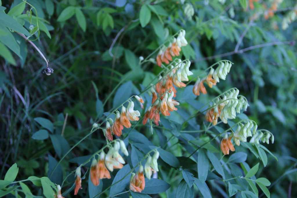 randonnée crêtes Miramont (Hautes Pyrénées) flore en Bigorre Lathyrus laevigatus var. occidentalis Breistroffer=Lathyrus ochraceus Kitt. subsp. ochraceus