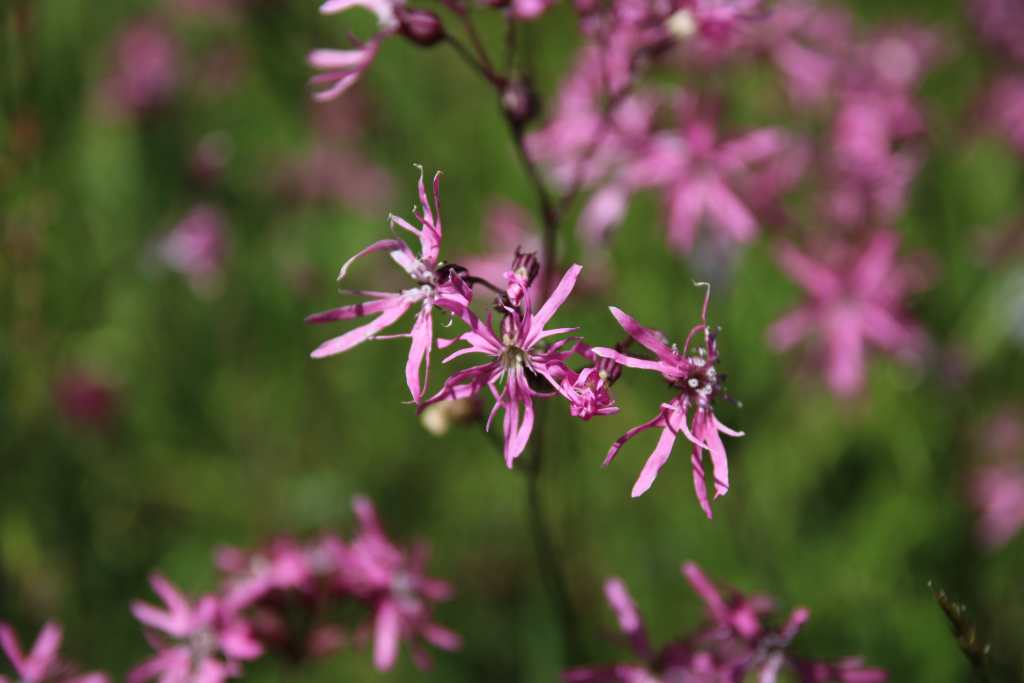randonnée crêtes Miramont (Hautes Pyrénées) flore en Bigorre Lychnis flos-cuculi L.