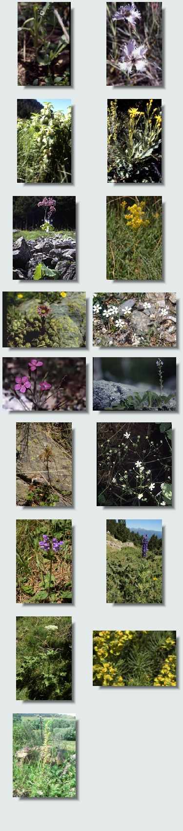 randonnée clot_de_rodes aperçu flore