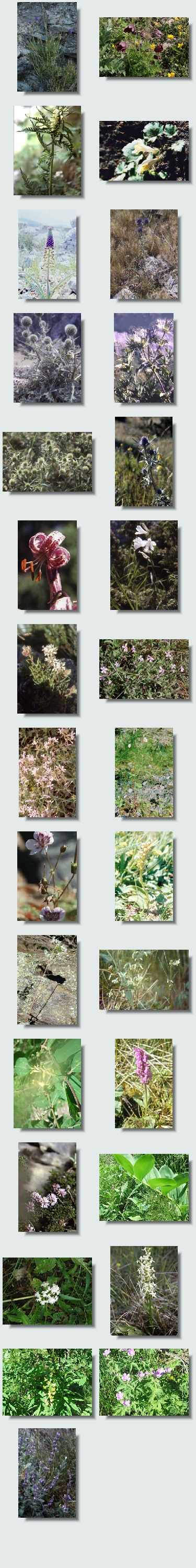 randonnée llo aperçu flore