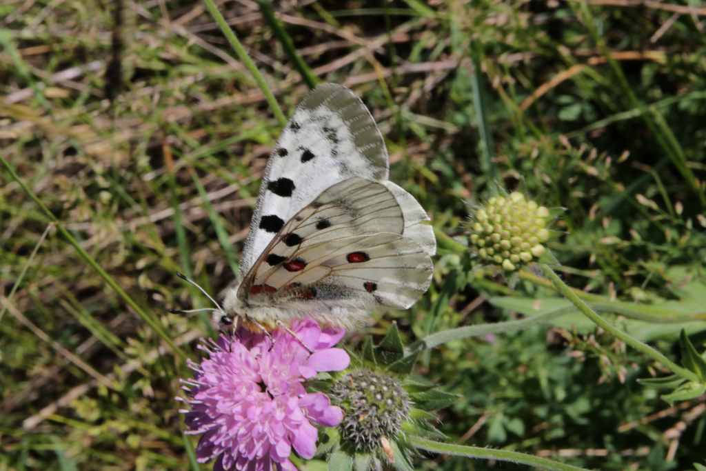 randonnée et flore Cerdagne papillon apollon à Llo 