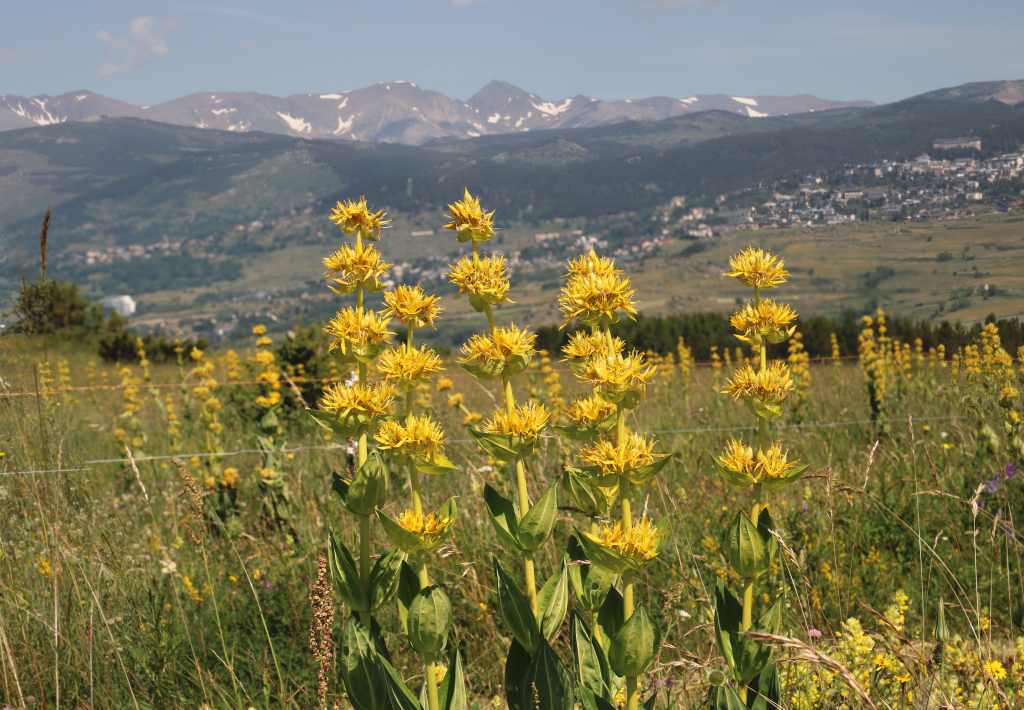 Randonnée panorama à Sauto (Pyrénées Orientales) flore en Haut-Conflent Gentiana lutea L.
