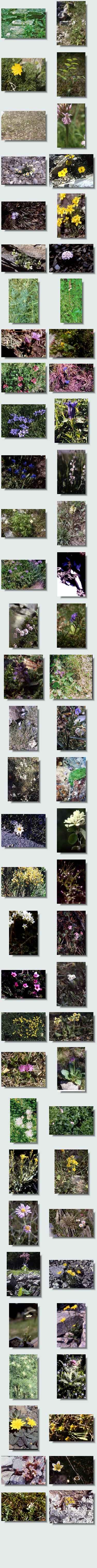 randonnée vallee_planes aperçu flore